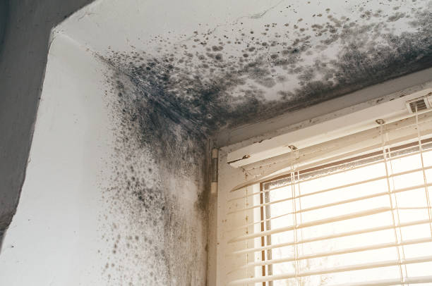 Affordable Mold Cleanup solutions in South Boston, MA